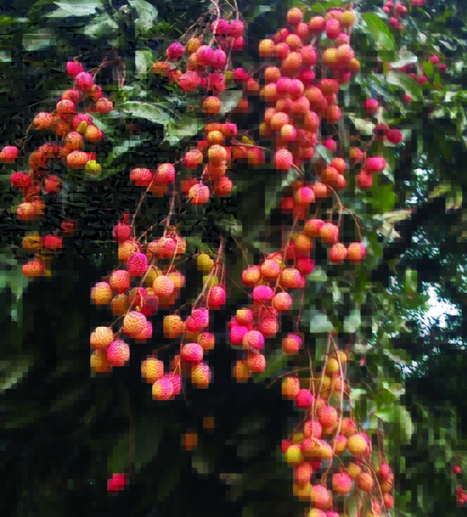 গাছে থাকতেই ফরমালিন দেয়া হচ্ছে লিচুতে
