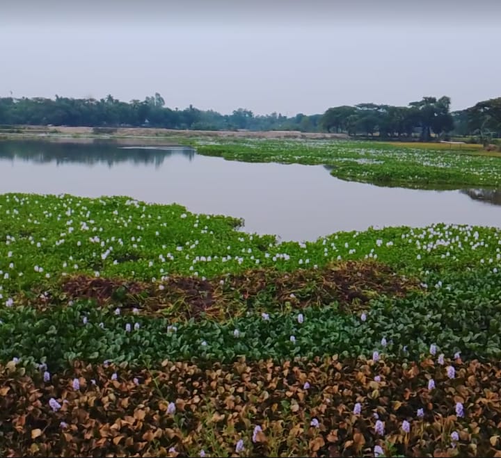 গফরগাঁও পাগলায় কৃষকের জমির টাকা না দিয়ে মৎস্য চাষের অভিযোগ